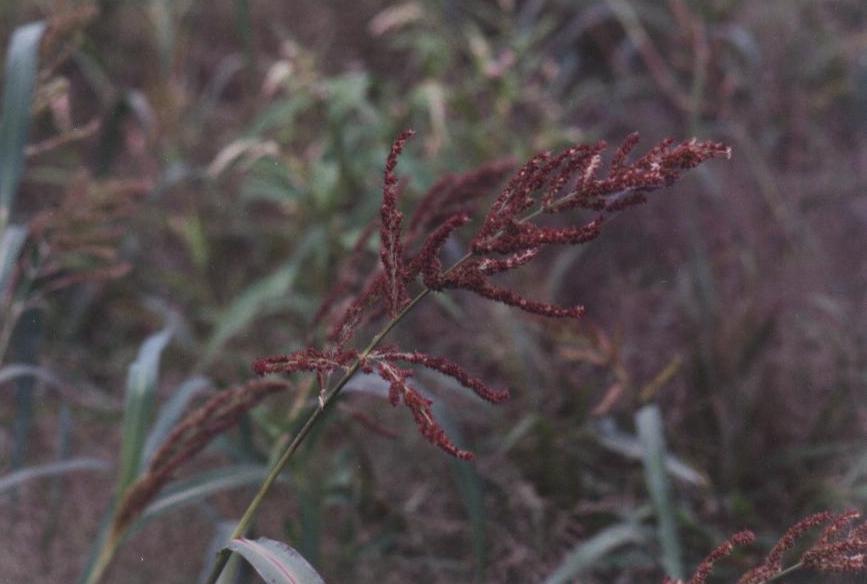Wetland Plant's